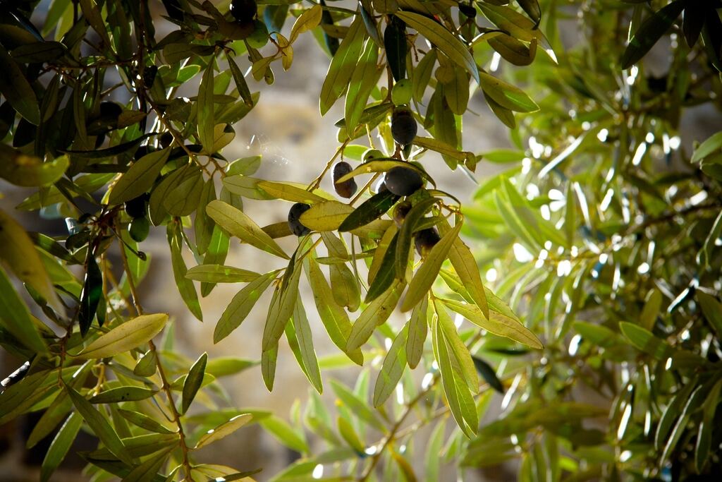 Olive branches in dappled sunlight