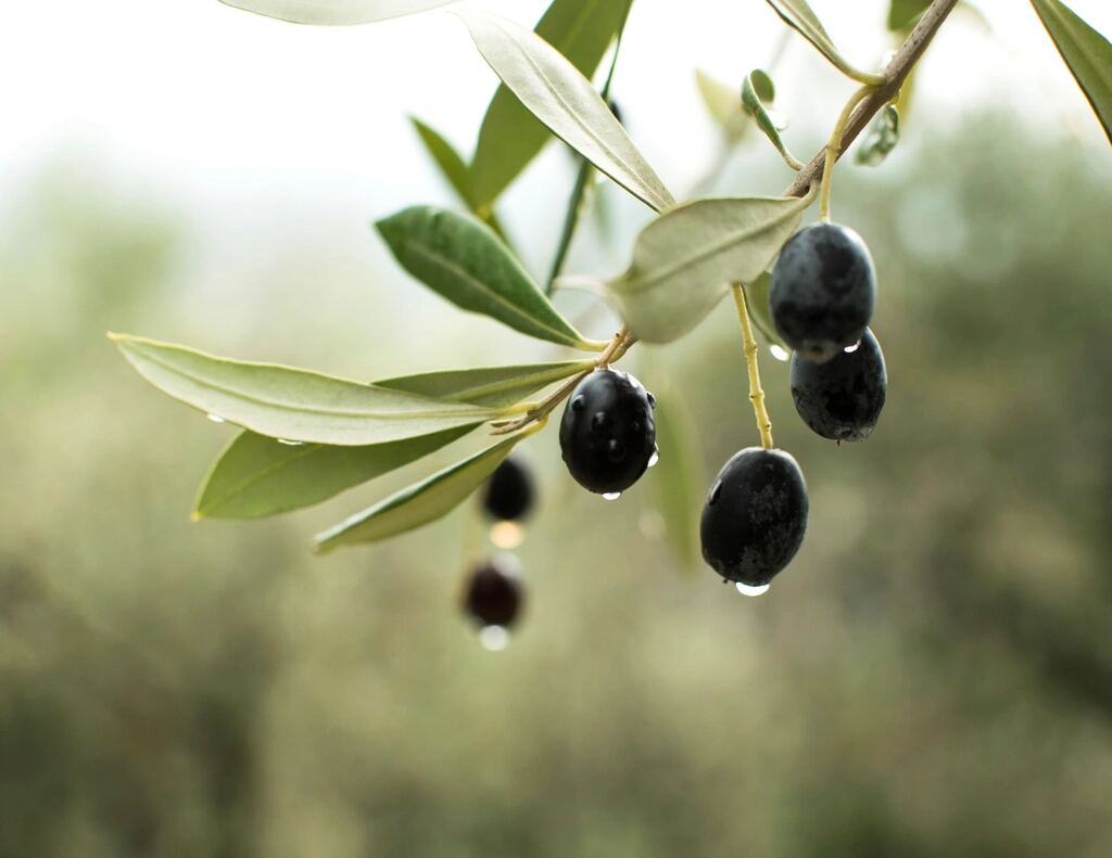 Black olives with dew drops hanging from an olive branch